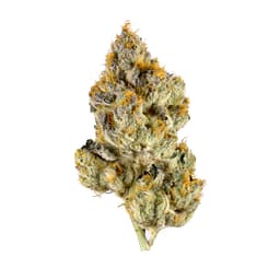 Super Jet Fuel cannabis strain