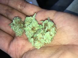 Temple Kush cannabis strain
