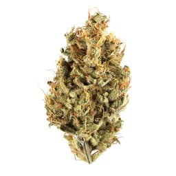 Temple Spice cannabis strain