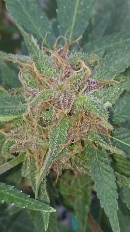 Thai Lights cannabis strain