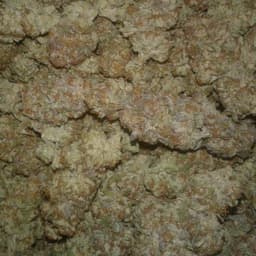 Thai cannabis strain