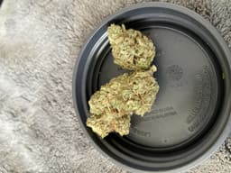 Triple OG cannabis strain