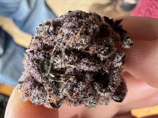 Tropicana Cherry - Hybrid Cannabis Strain