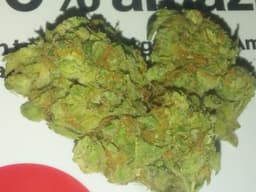 Vader OG cannabis strain