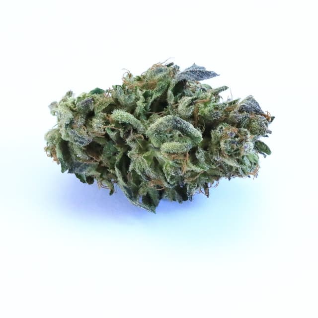 Vanilla Cream Pie - Hybrid Cannabis Strain