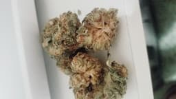 Watermelon cannabis strain