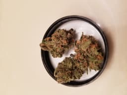 White Nightmare cannabis strain