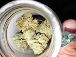 Whitewalker OG cannabis strain