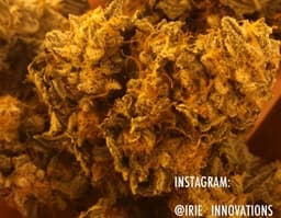 Yeti OG cannabis strain