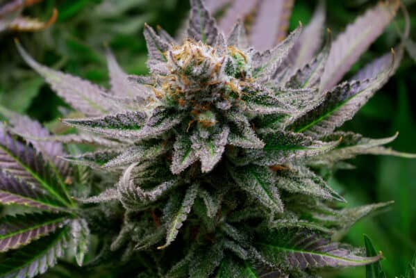 top cannabis strain 2021