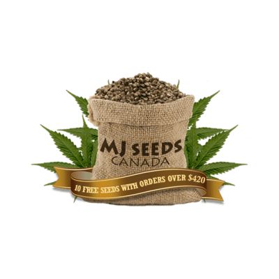 mj seeds canada