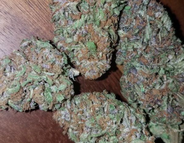 Bio Diesel